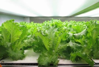 Живая зелень, выращенная в автомате