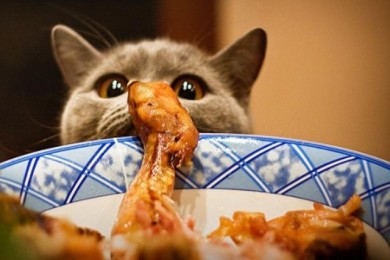 Как и чем правильно кормить домашнюю кошку
