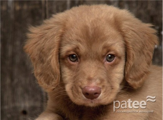 Что нужно знать, прежде чем заводить собаку?