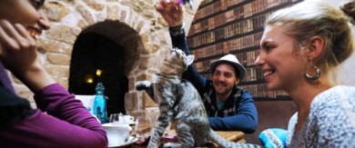 В Париже открылось кафе для любителей кошек