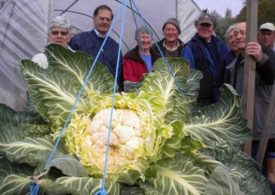 В Великобритании вырастили гигантскую цветную капусту