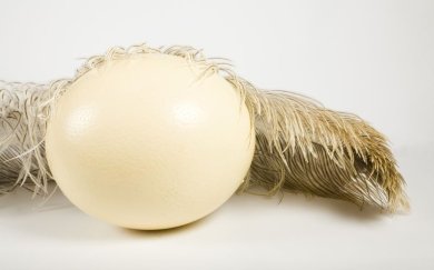 Яйцо страусиное