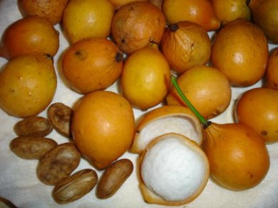 листовые водоросли ламинария листовые водоросли ламинария