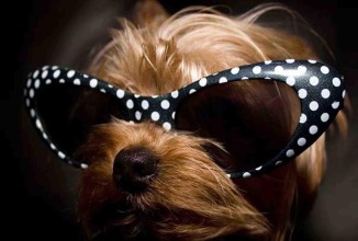 Домашние любимцы звезд Голливуда