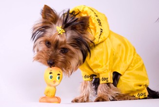 Модный питомец