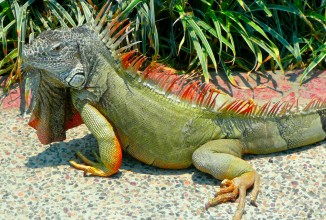 Домашняя экзотика