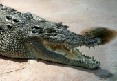 Крокодил