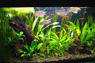 Аквариумные рыбки