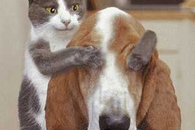 Кошка или собака