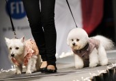 Pet Fashion Week