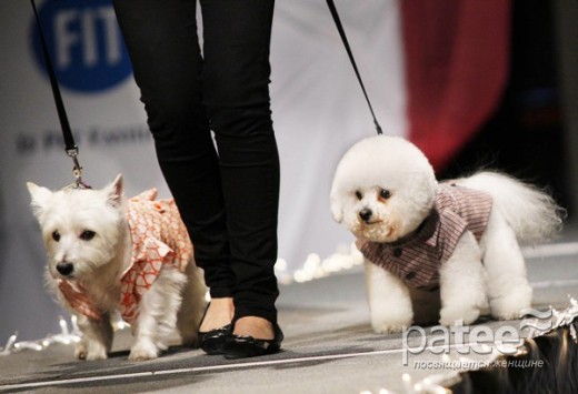 Pet Fashion Week