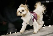 Pet Fashion Week
