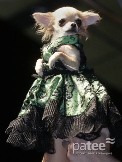 Pet Fashion Week