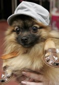 Pet Fashion Week