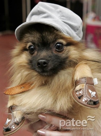 Pet Fashion Week
