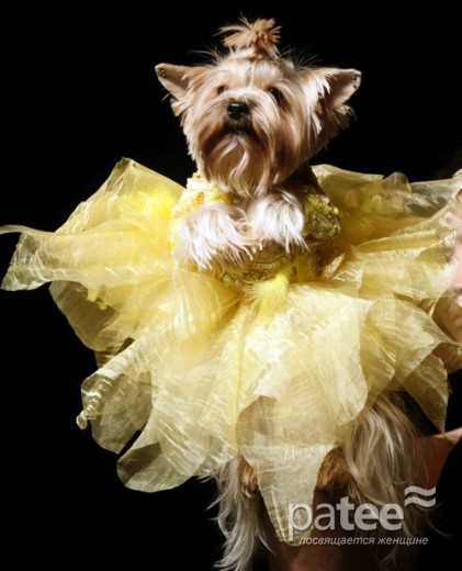 Pet Fashion Week