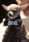 Pet Fashion Week