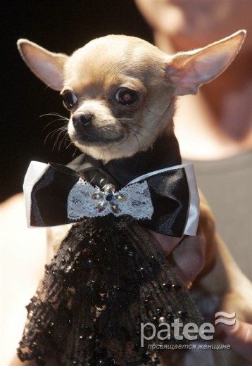 Pet Fashion Week