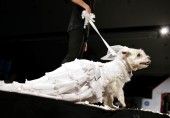 Pet Fashion Week