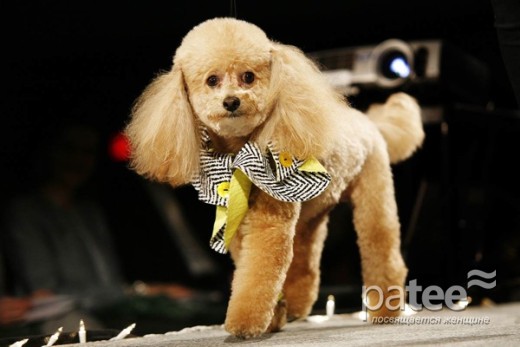 Pet Fashion Week