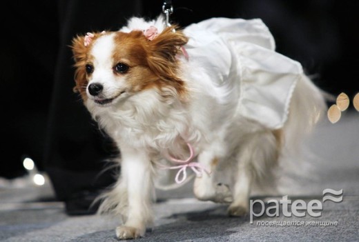 Pet Fashion Week