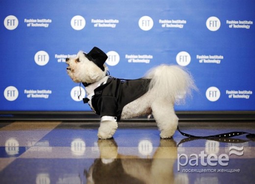 Pet Fashion Week