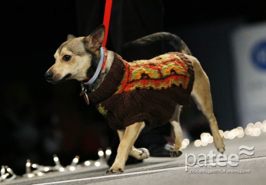 Pet Fashion Week