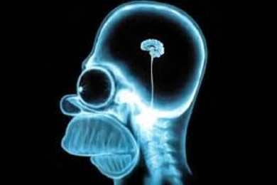 Устройство мужского мозга)