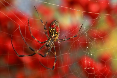 Что на это скажут сонники?