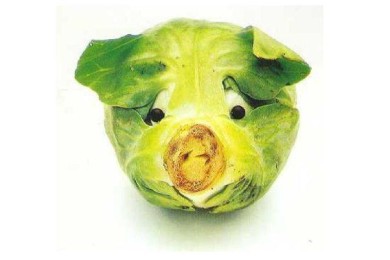 Вегетарианство