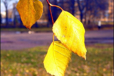 Лекарство от осени