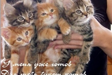 Любите ли вы кошек?