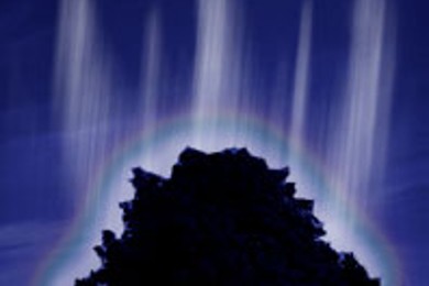 Деревья - доноры