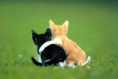 Кто такие друзья?)