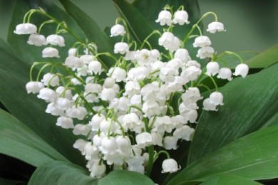 Какие ваши любимые цветы?