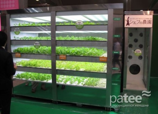 Торговый автомат для продажи живой зелени