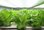 Живая зелень, выращенная в автомате
