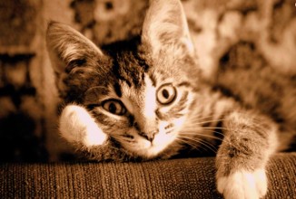 Как определить настроение кошки?