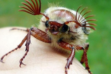 Как вы реагируете на насекомых?