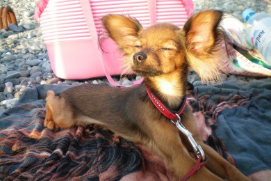 Расскажите о своих домашних питомцах))))