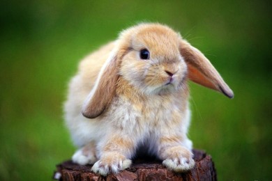 Что рекомендуют одеть в новогоднюю ночь.