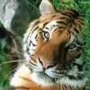 Лариса Изотова