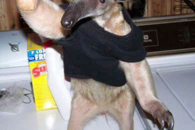 Экзотические животные у нас дома