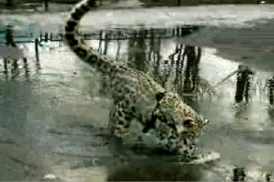 Завели  ли вы бы у себя такое дорогое животное?