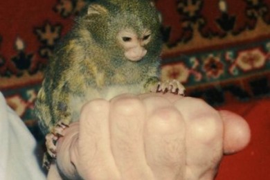 Вы бы взяли на воспитание дикое животное?