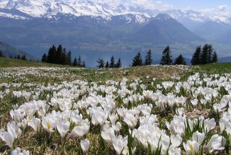 Интересные факты о швейцарских вещах