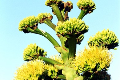 Восемь не очень вкусных, но полезных продуктов