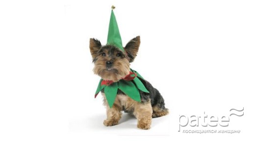 Наряды для собак