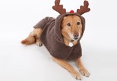 Наряды для собак