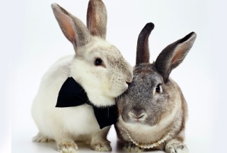 Как встретить Новый 2011 год Металлического Кролика